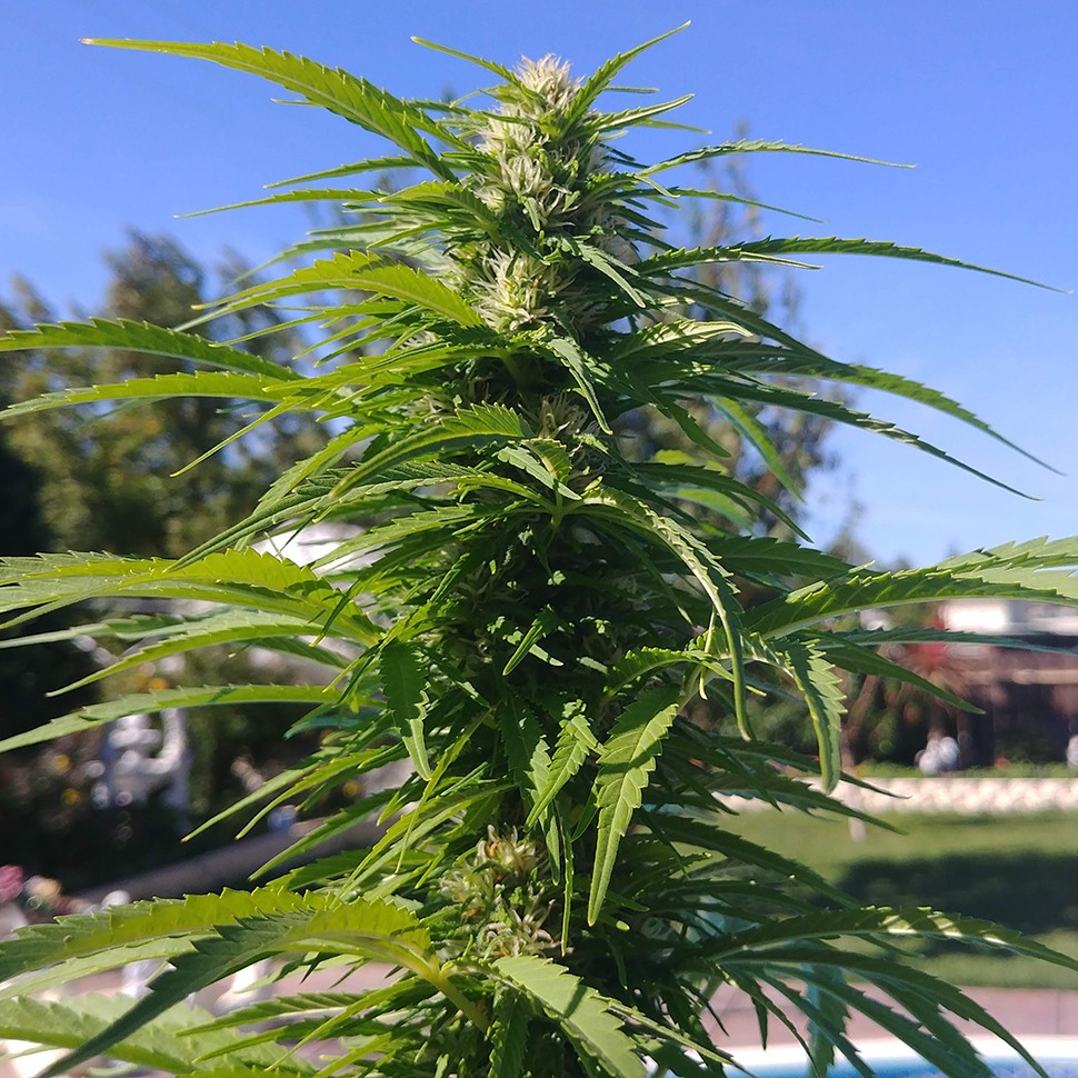 купить семена конопли в Украине Auto Super Bud feminised