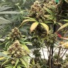 купить семена конопли в оригинальных упаковках Auto Super Bud feminised