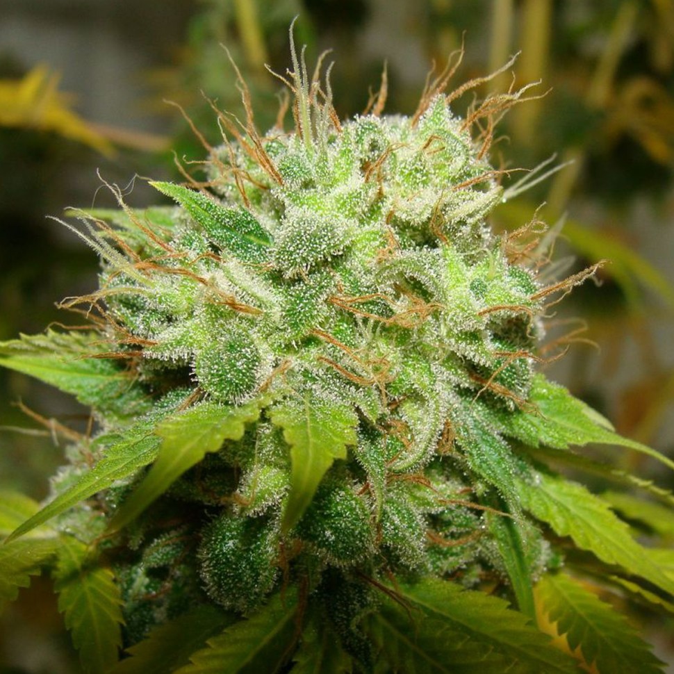 купить семена конопли феминизированные Auto Super Bud feminised