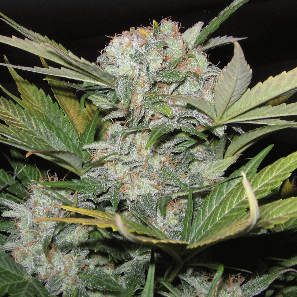 купить семена сортовой конопли Auto Super Bud feminised