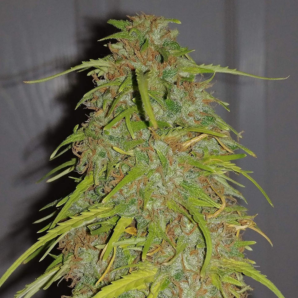 Семена  Auto Super Bud feminised Ganja Seeds