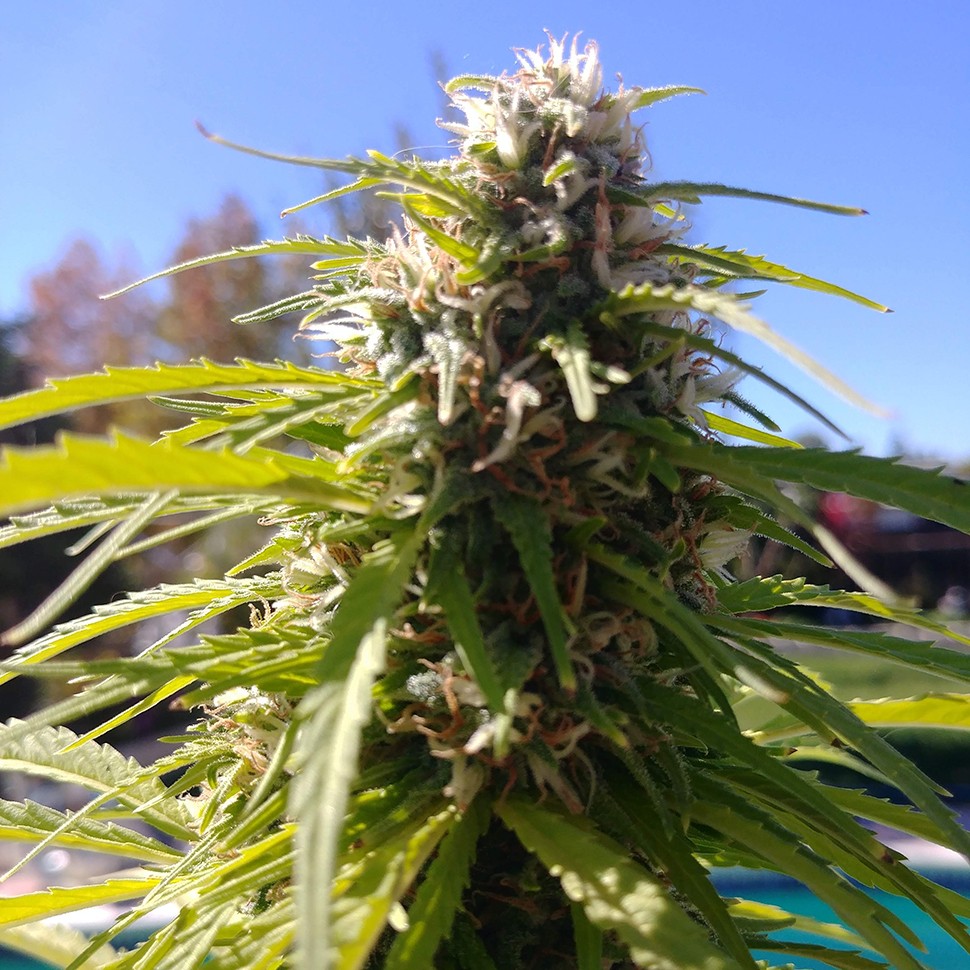 где заказать семена конопли Auto Super Bud feminised