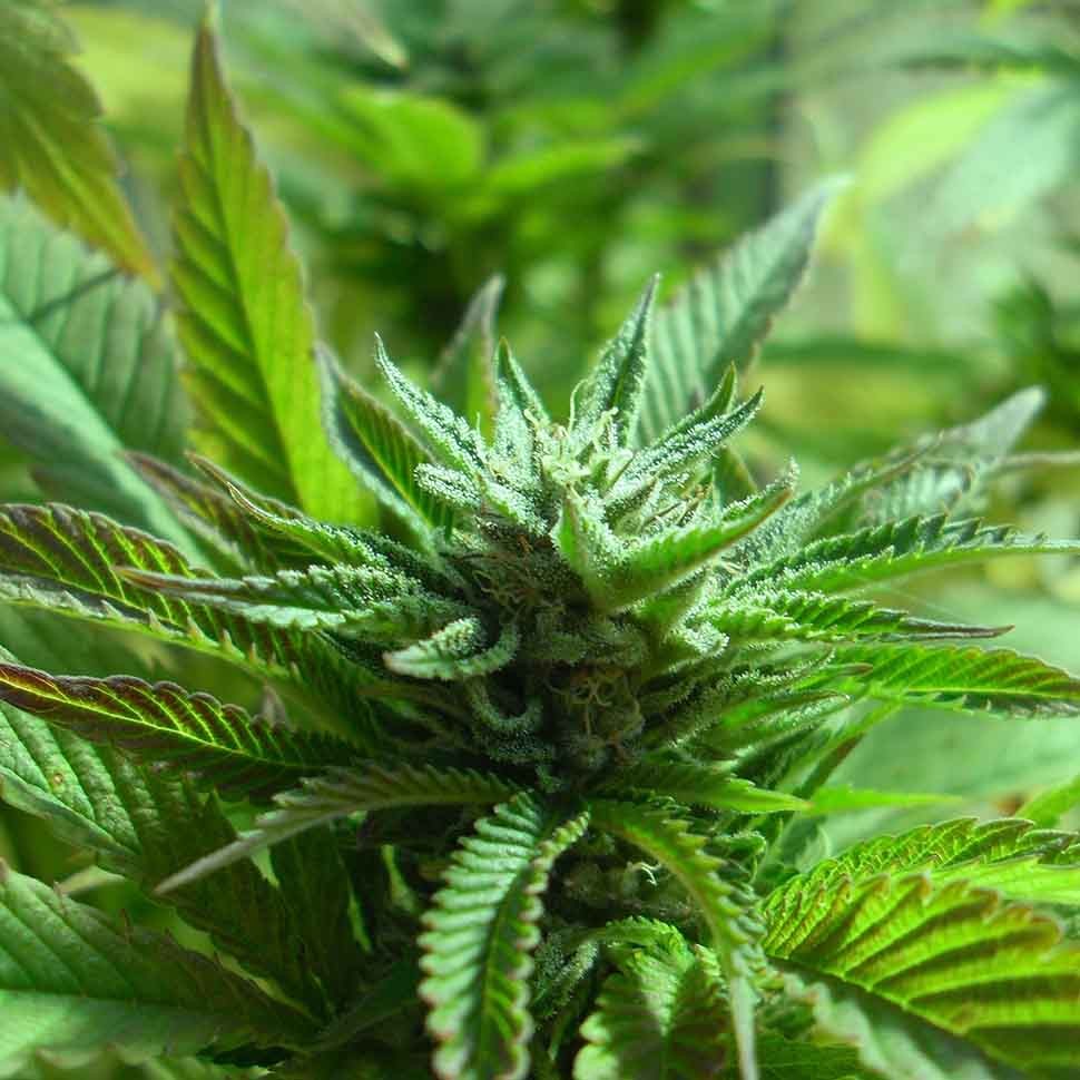 семена конопли для посадки купить Alexandriya regular