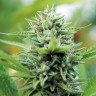 где заказать семена конопли Alexandriya regular