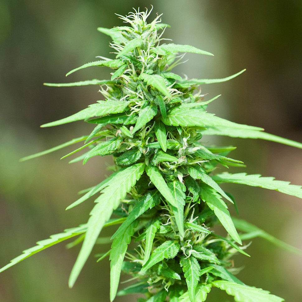 купить семена конопли Алма-Ата Alexandriya regular