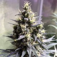 Auto Chocolope feminised Ganja Seeds