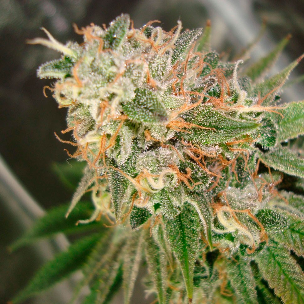 Семена марихуаны  Cookies Kush feminised Ganja Seeds