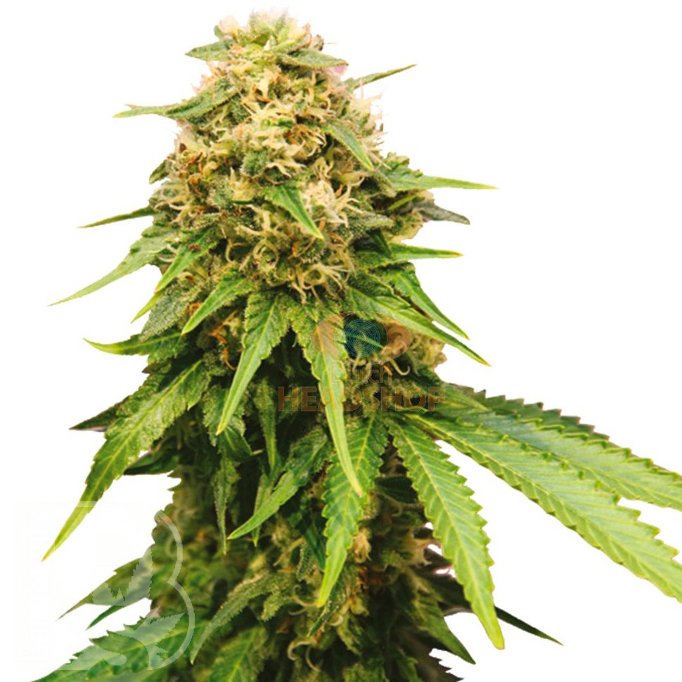 Семена  Auto Royal Critical feminised Ganja Seeds