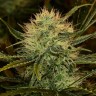 Chupacabra feminised Ganja Seeds