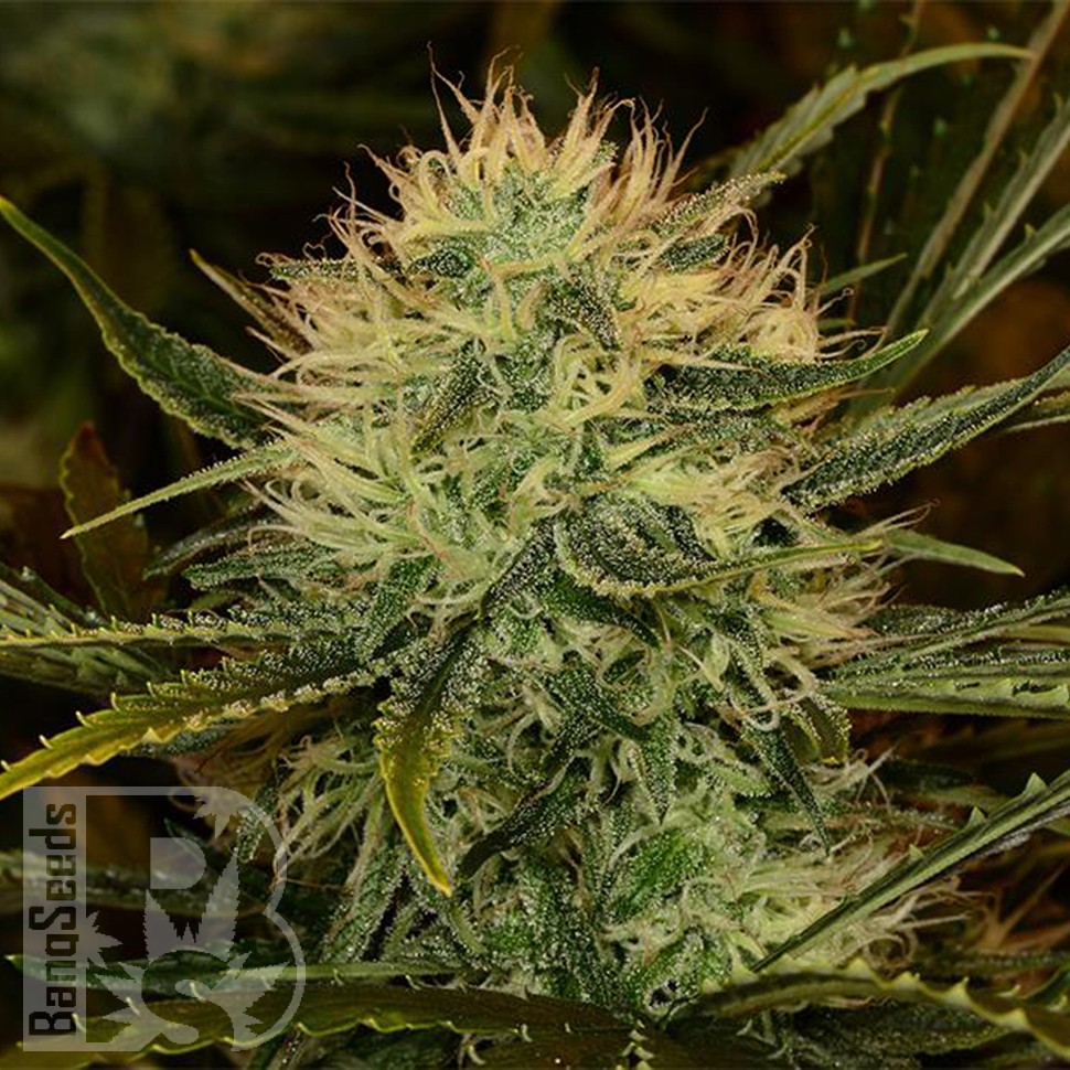 Chupacabra feminised Ganja Seeds