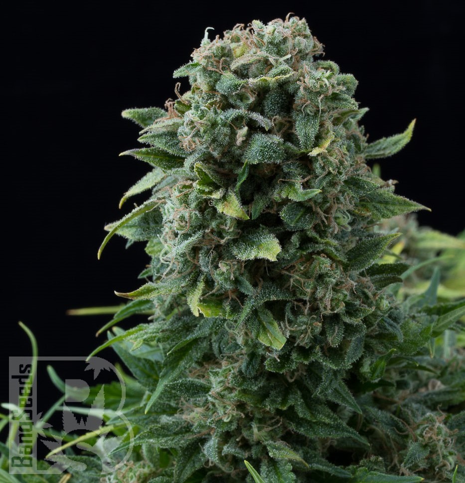 Chupacabra feminised Ganja Seeds