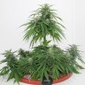 Семена конопли  Top Skunk 44 x AK 47 feminised Ganja Seeds