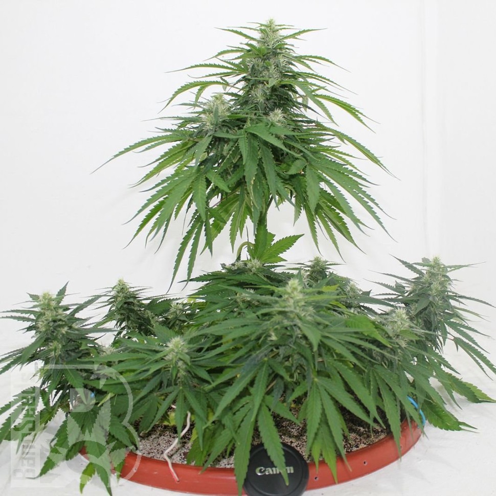 Семена конопли  Top Skunk 44 x AK 47 feminised Ganja Seeds