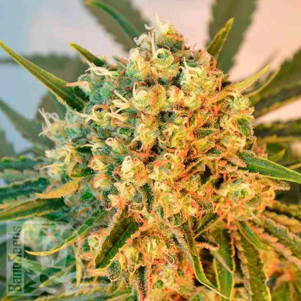 Семена конопли  Top Skunk 44 x AK 47 feminised Ganja Seeds