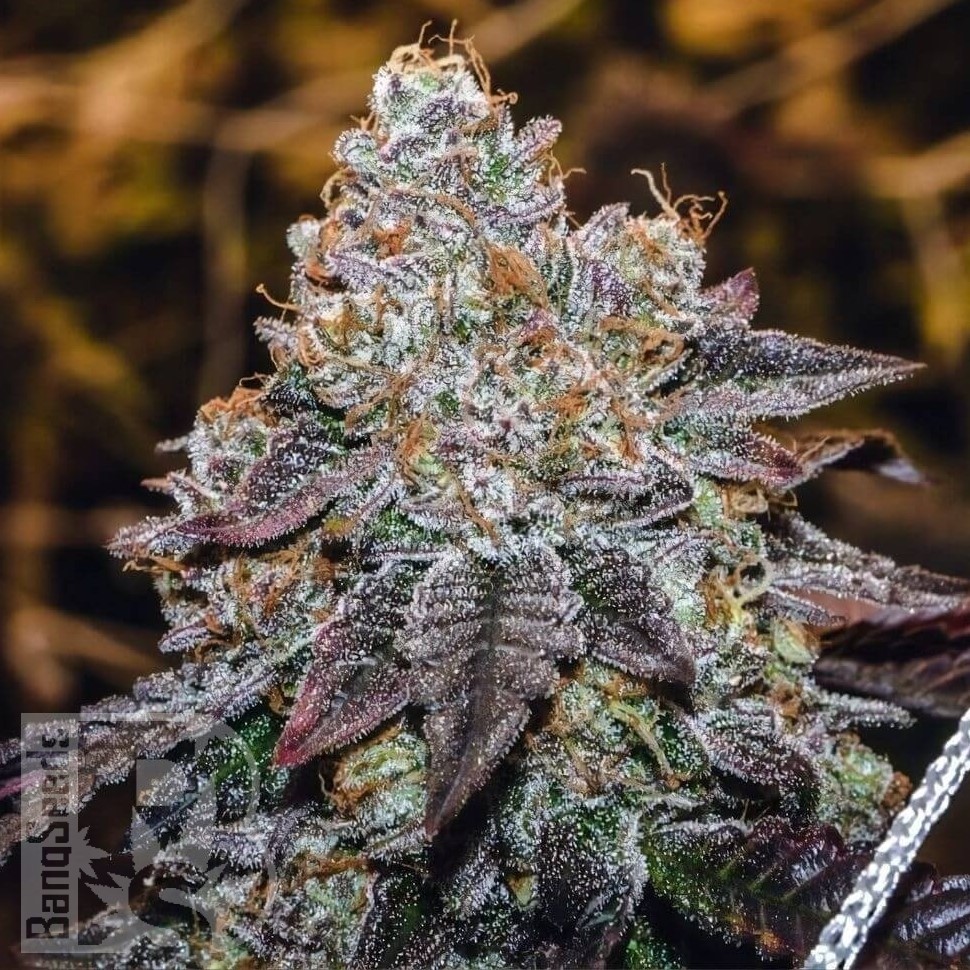 Семена ганжа  Mama Mia regular Ganja Seeds