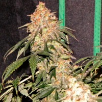 Agamotto feminised GanjaVIP Seeds