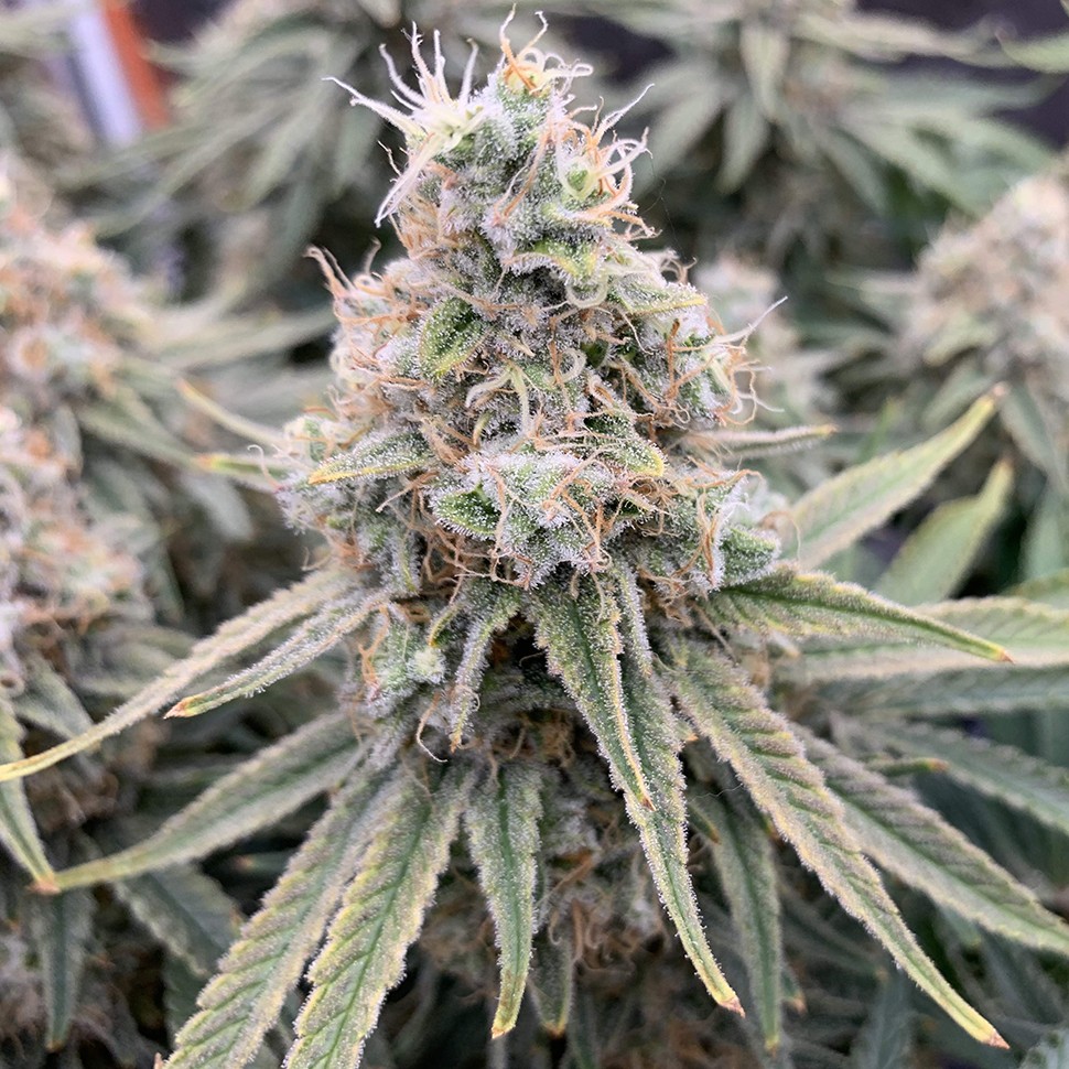 Семена каннабиса  Super Extra Skunk feminised Victory Seeds