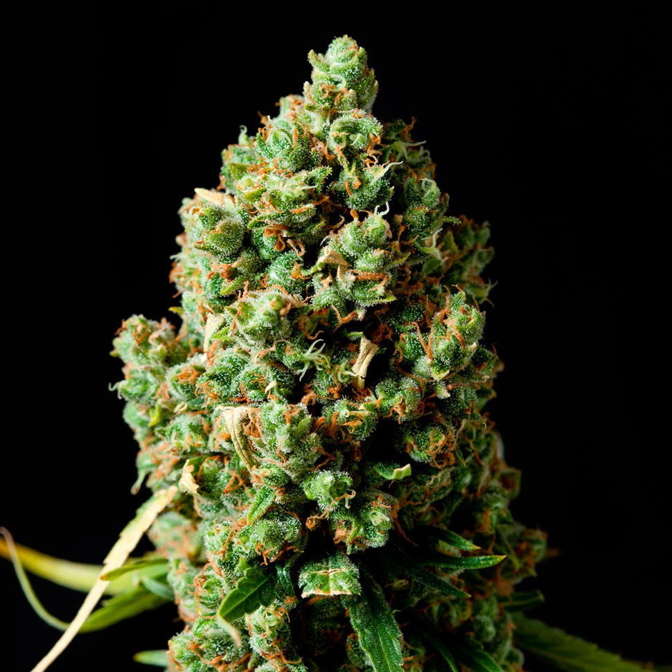 Семена каннабиса  Critical Kush feminised Ganja Seeds