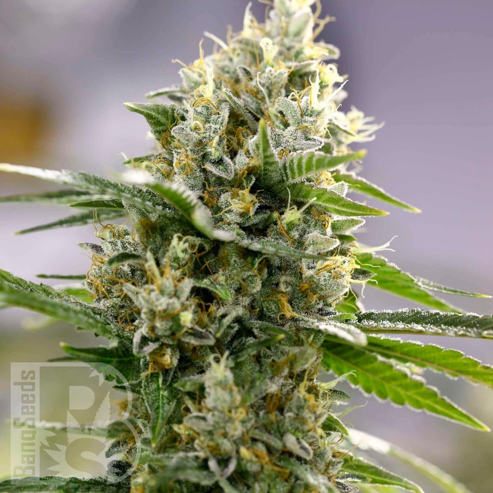 Семена конопли  Auto Easy Bud feminised Ganja Seeds