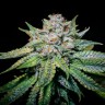 Семена ганжа  Train Wreck feminised Ganja Seeds