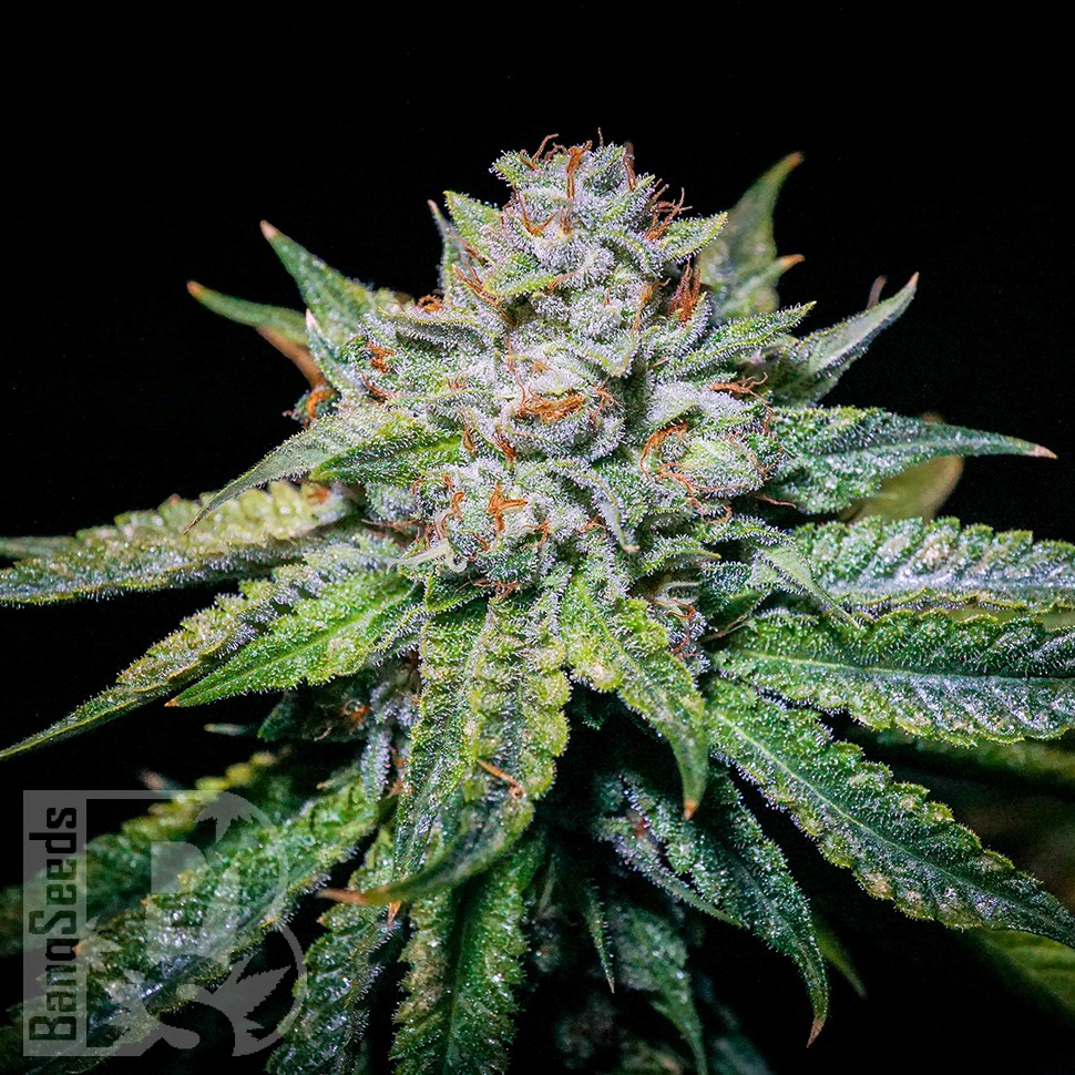 Семена ганжа  Train Wreck feminised Ganja Seeds