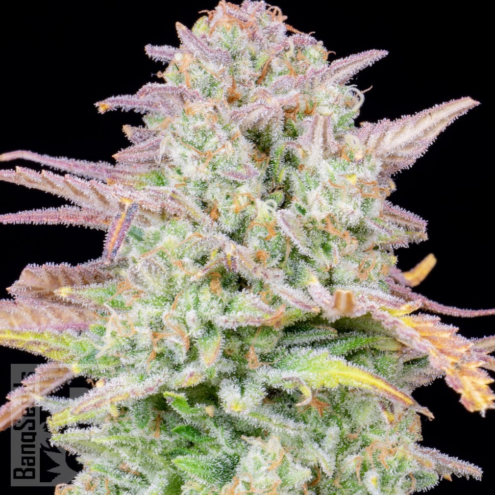 Семена ганжа  Train Wreck feminised Ganja Seeds