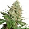 Семена ганжа  Train Wreck feminised Ganja Seeds