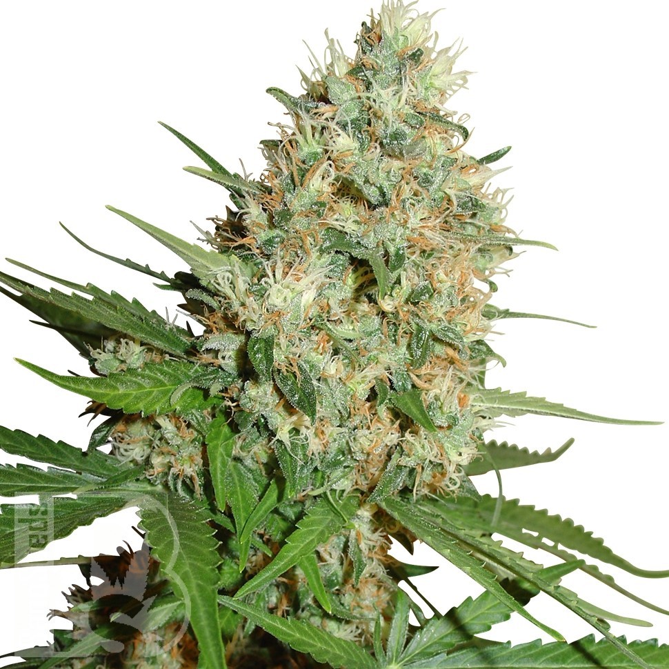Семена ганжа  Train Wreck feminised Ganja Seeds