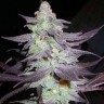 Семена ганжа  Train Wreck feminised Ganja Seeds