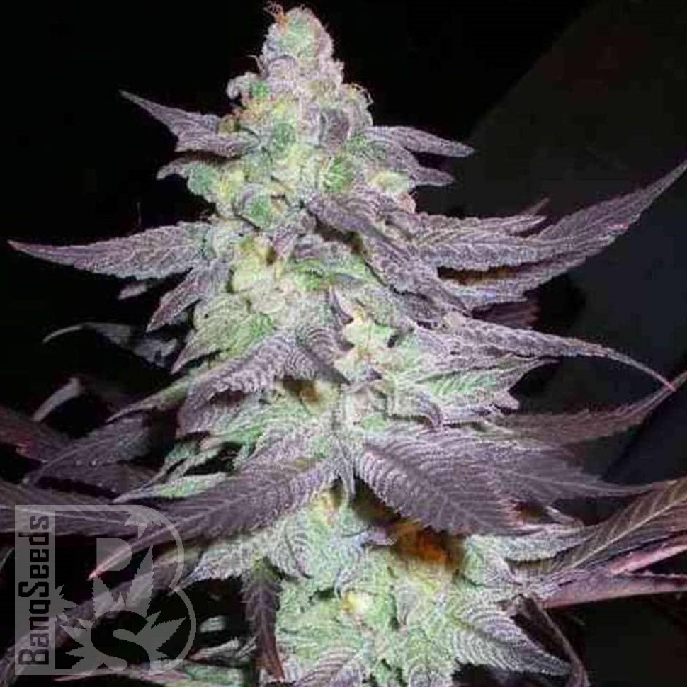 Семена ганжа  Train Wreck feminised Ganja Seeds