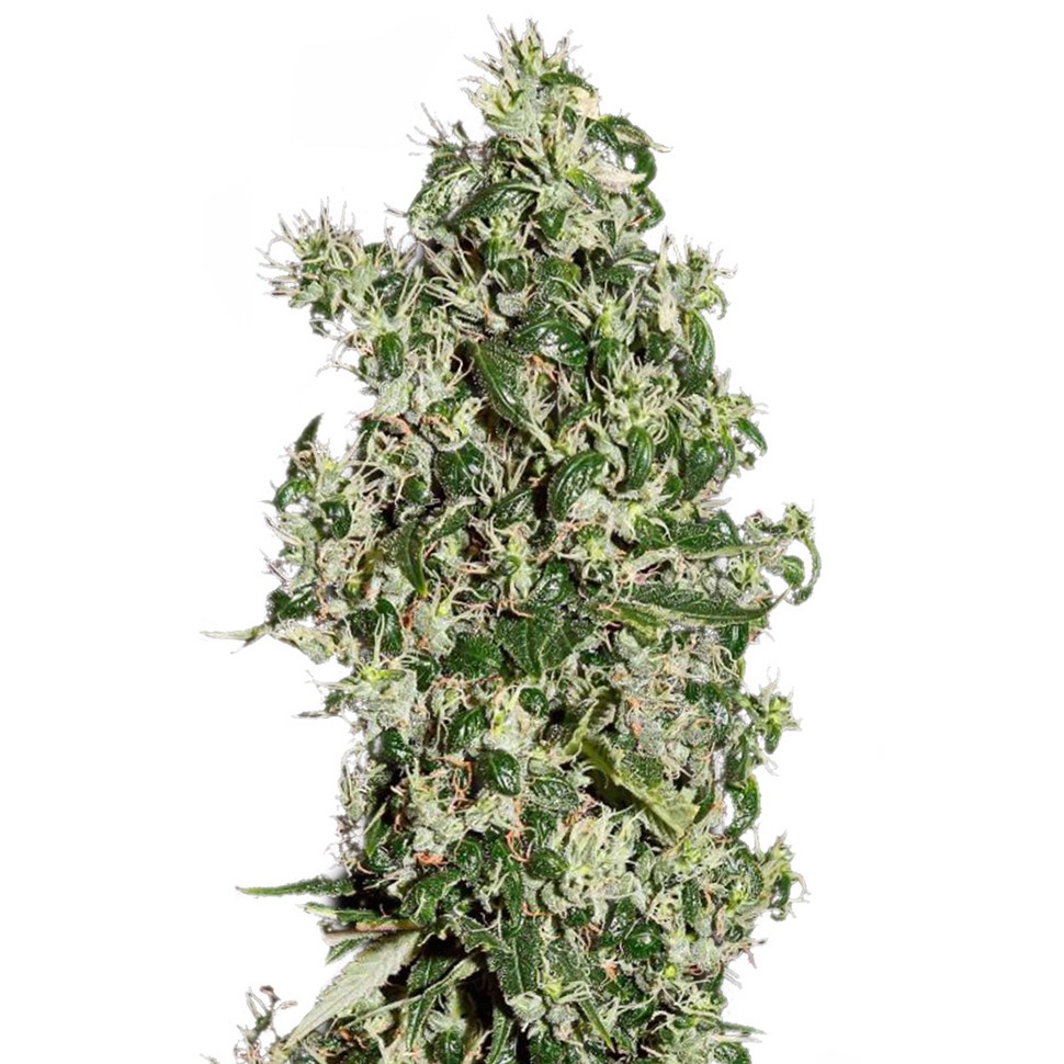 купить семена конопли феминизированные Auto Sweet Tooth feminised