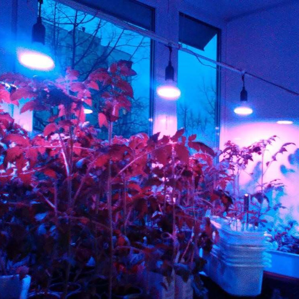 Фитолампа Green Line 20 Вт x3 купить с доставкой