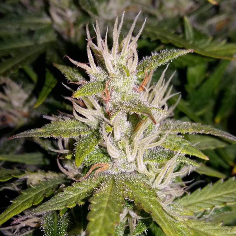 заказ семян конопли Auto AK 49 regular