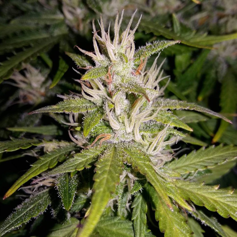 где заказать семена конопли Auto AK 49 regular