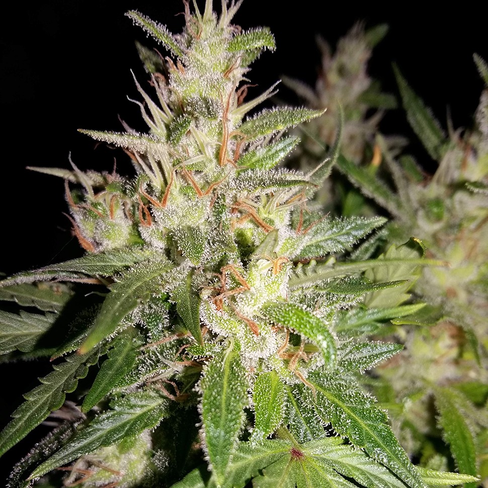 заказать семена конопли наложенным платежом Auto AK 49 regular