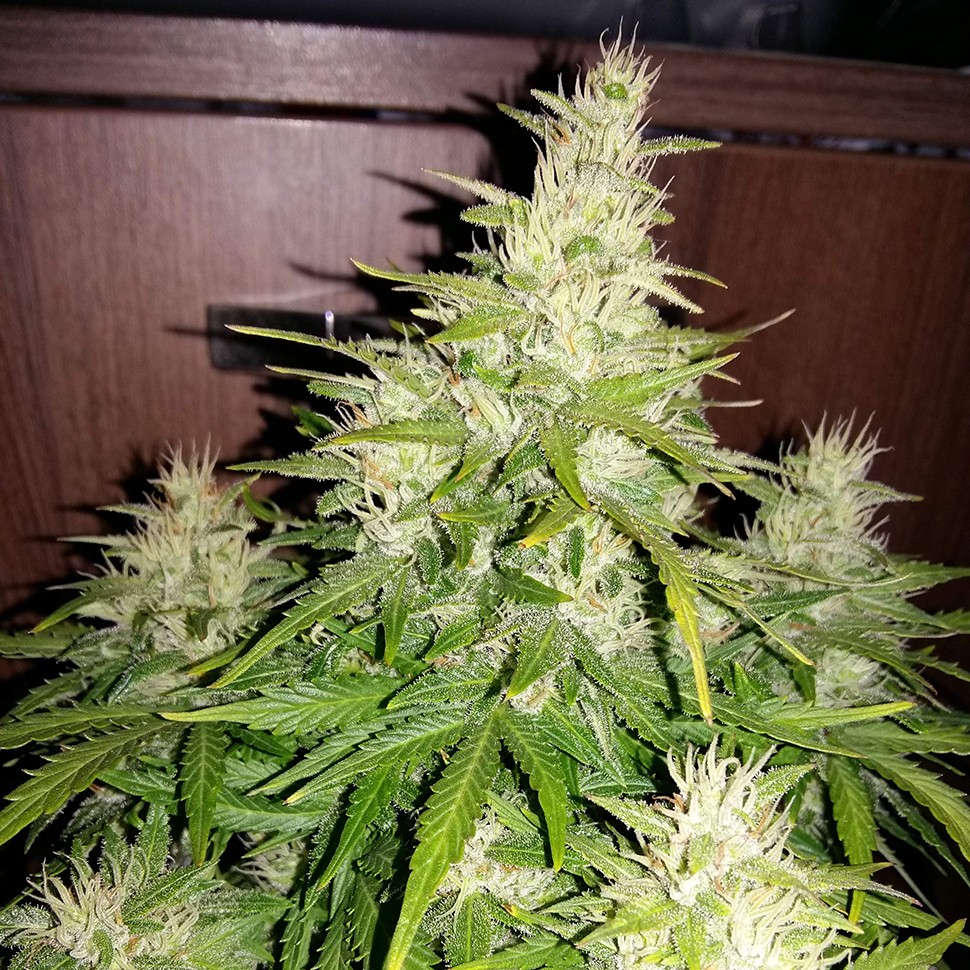 заказать качественные семена конопли Auto AK 49 regular