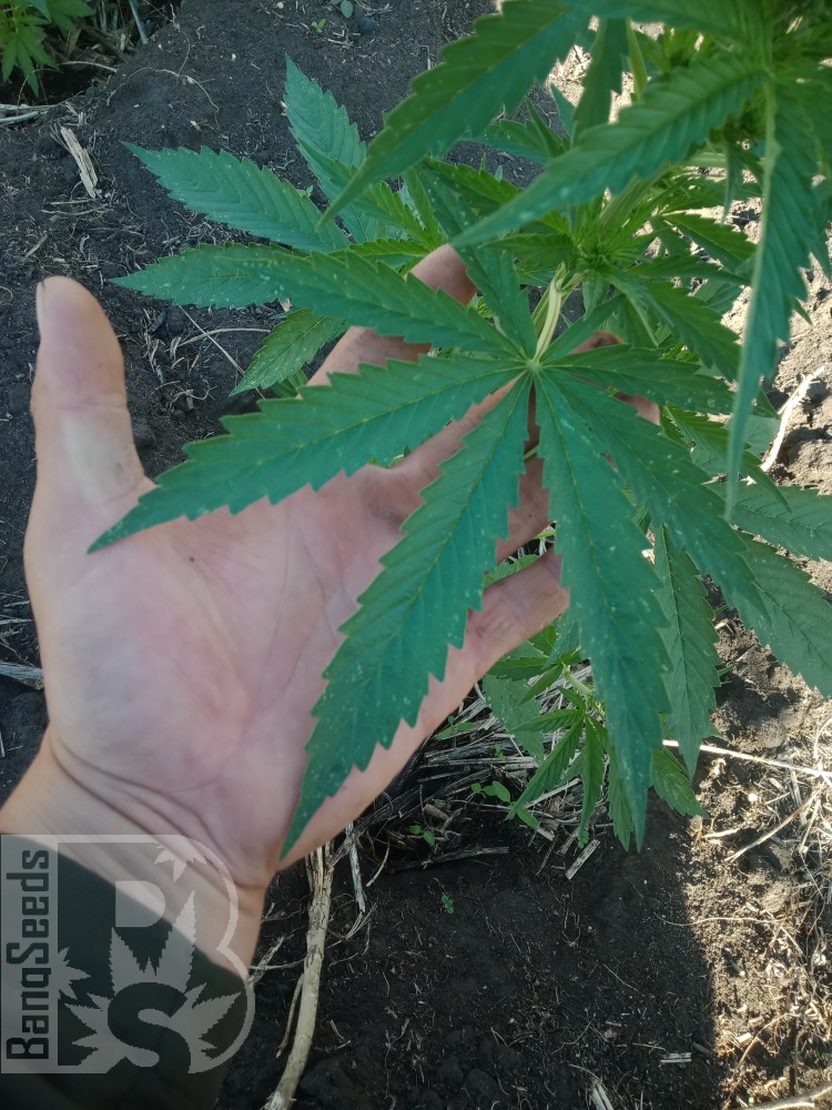 Авто лаванда 