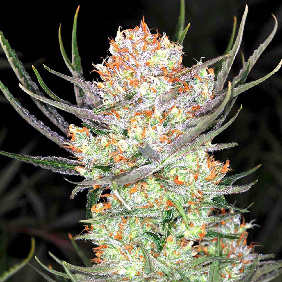Семена конопли  Colossus feminised GanjaVIP Seeds