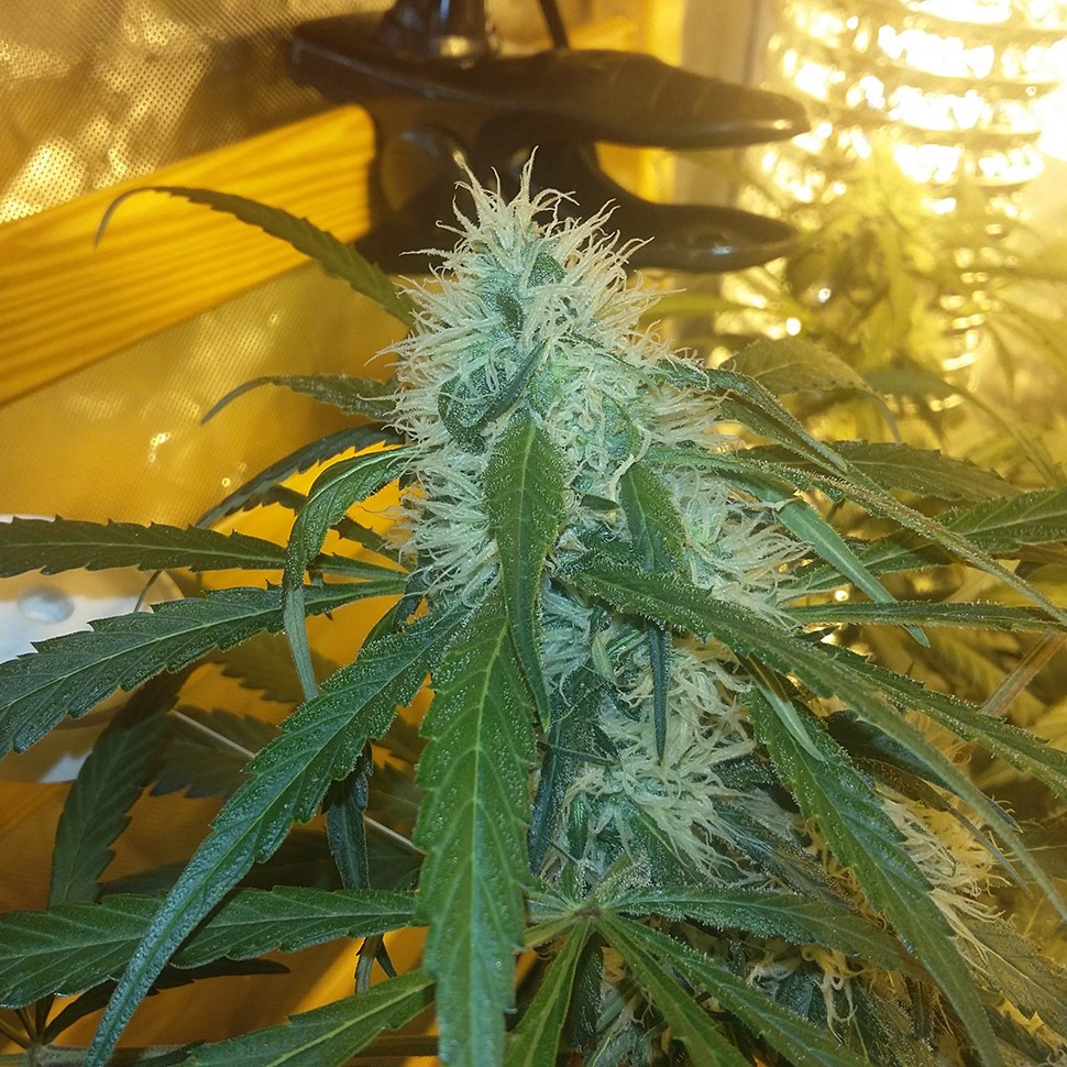 Семена конопли  Ultra Power Plant feminised Victory Seeds