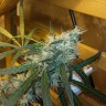 качественные семена конопли Ultra Power Plant feminised Victory Seeds