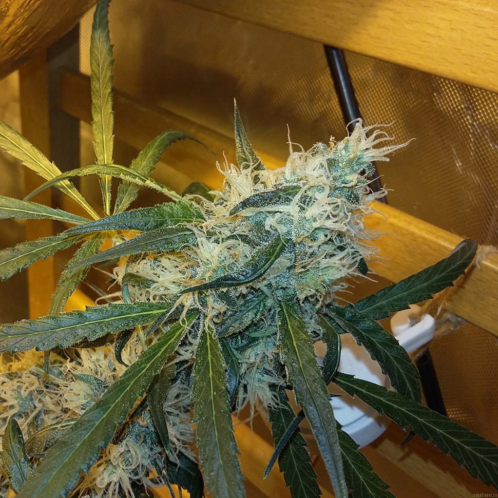 качественные семена конопли Ultra Power Plant feminised Victory Seeds