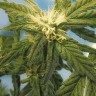 фотопериодные сорта конопли Flowershell Bomb feminised Ganja Seeds