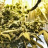 феминизированные семена конопли Flowershell Bomb feminised Ganja Seeds
