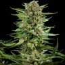 Семена конопли  Flowershell Bomb feminised Ganja Seeds