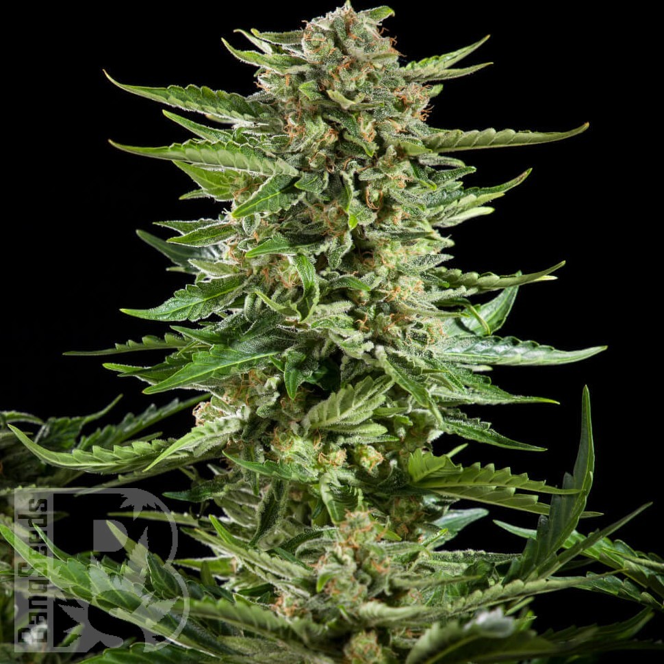 Семена конопли  Flowershell Bomb feminised Ganja Seeds