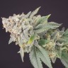 Семена конопли  Flowershell Bomb feminised Ganja Seeds