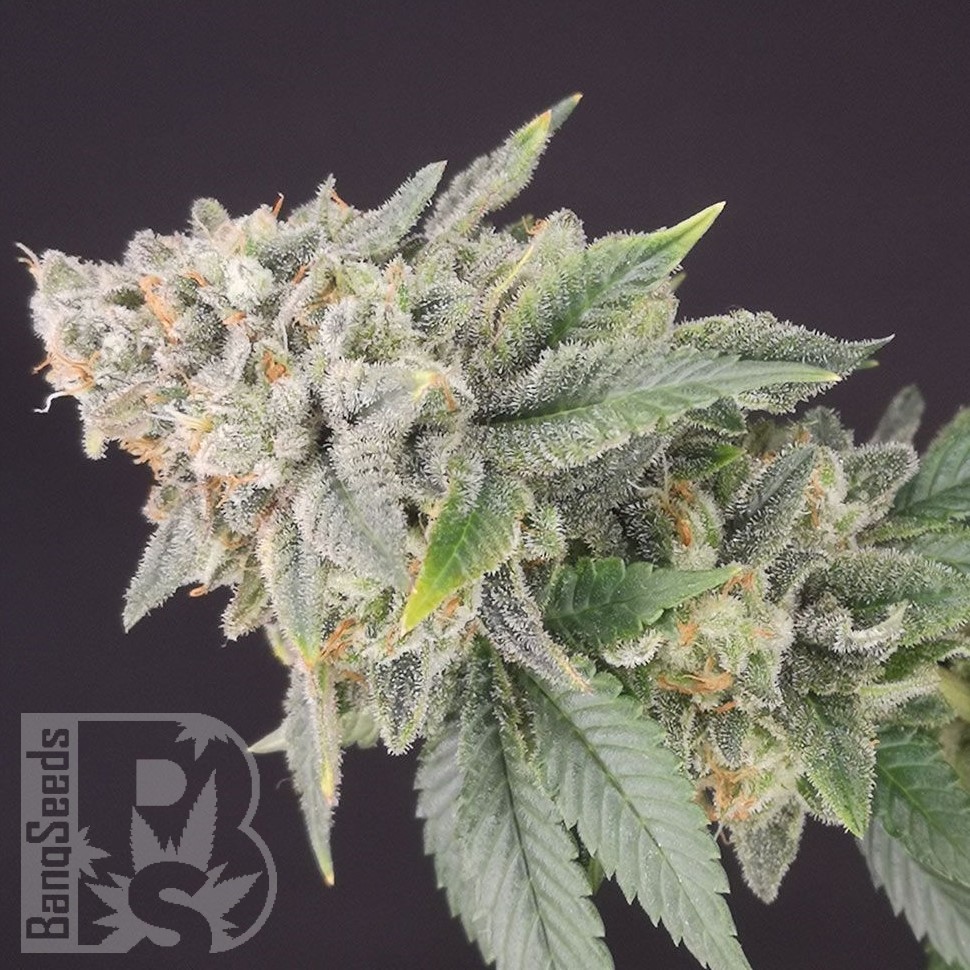 Семена конопли  Flowershell Bomb feminised Ganja Seeds