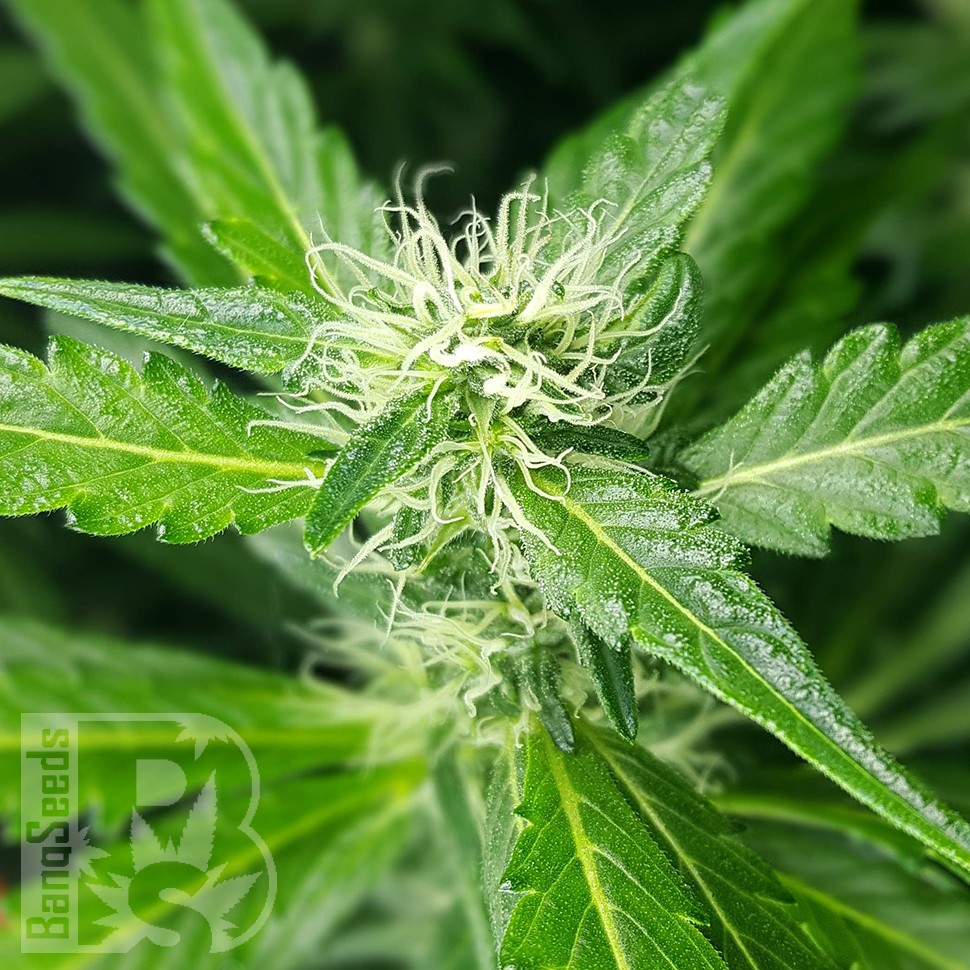 купить семена конопли Afghan Haze feminised