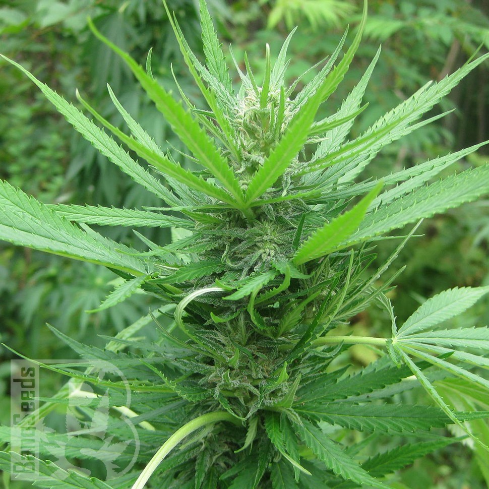 купить семена сортовой конопли Afghan Haze feminised