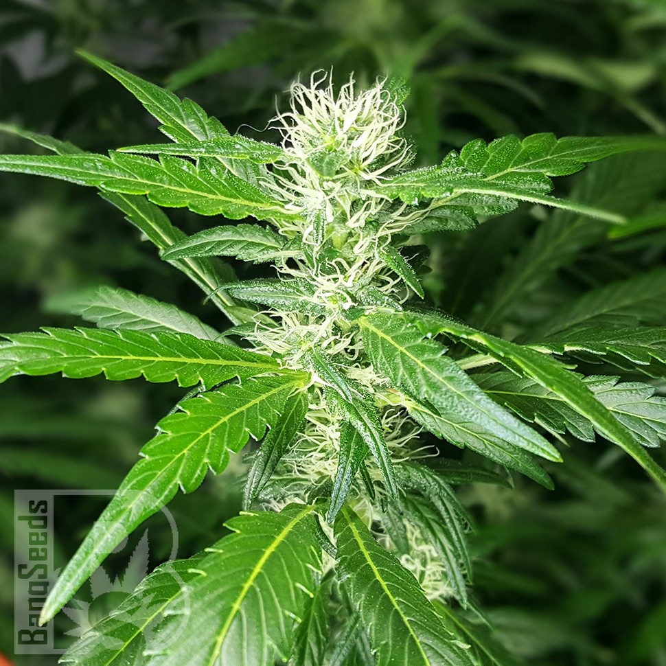 купить семена конопли гидропоники Afghan Haze feminised